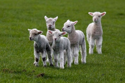 Fotografiile uimitoare ale animalelor