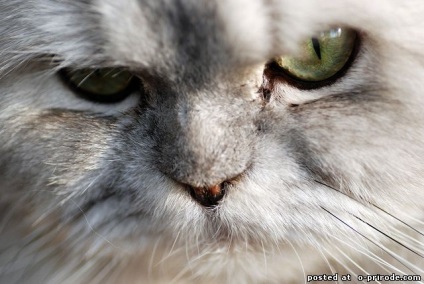 Egyedi macska orra - 30 fotó - kép - képek természetes világ