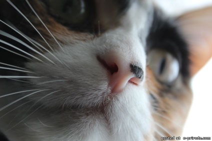 Egyedi macska orra - 30 fotó - kép - képek természetes világ