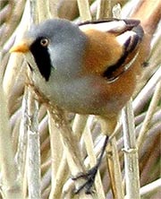 Usataya tit, pogonia (Panurus biarmicus), terület élőhely színező tollazat szakállas tit,