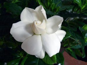 Îngrijirea gardeniei la domiciliu - udare, fertilizare, reproducere, transplant, tăiere