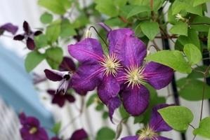 Îngrijirea Clematis în toamnă - magia plantelor