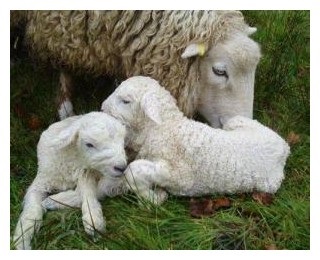Îngrijirea oilor în perioada de viermi - agrodelo