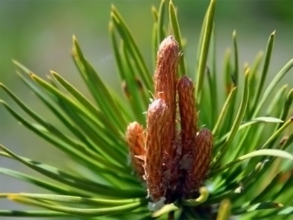 Amortizarea din conuri de conuri de pin și contraindicații