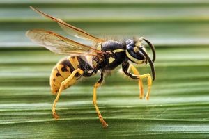 Care este pericolul de a ataca o persoană pentru un motiv anume și cum arată mușcătura unei viespi