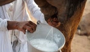 Camelul lapte - proprietăți utile și contraindicații!