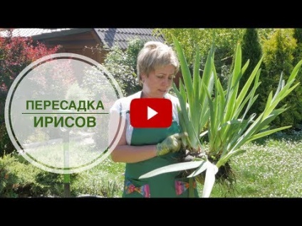 Videók, mint ez a „hogyan kell felhívni virágok - íriszek akril”