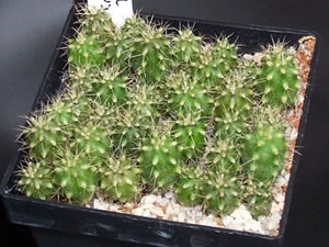 Cultivarea cactilor san pedro și lophophora din semințe