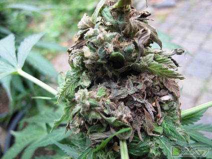Kannabisz termesztésének otthon - penész kender kúp