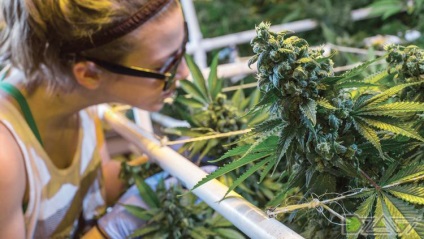 Kannabisz termesztésének otthon - penész kender kúp