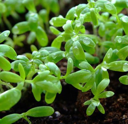 Cresterea salata de la seminte