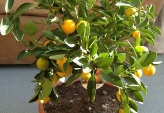 Cultivarea mandarinei într-o seră
