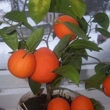 Cultivarea mandarinei într-o seră