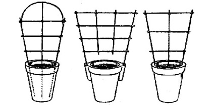 Cultivarea castravetilor pe o fereastra - tara