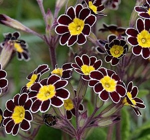 Primrose Primrose Growing