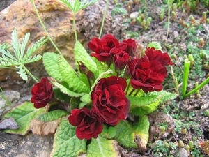 Primrose Primrose Growing