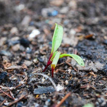 Cultivarea sfeclei de masă