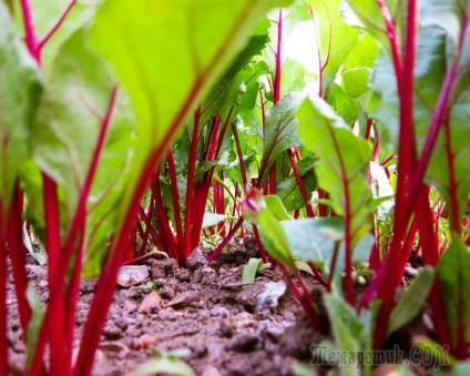 Cultivarea sfeclei de masă