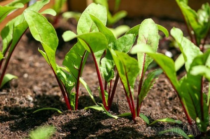 Cultivarea sfeclei de masă