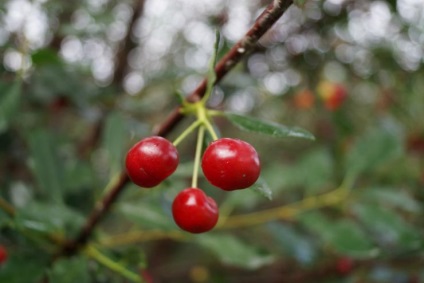 Cherry în estul îndepărtat