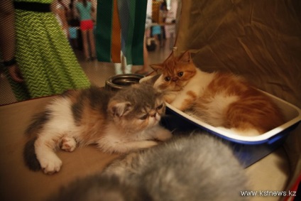 O expoziție de pisici a avut loc la Kostanay