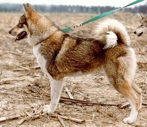 szibériai husky