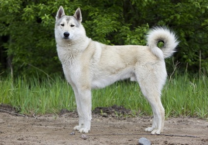Laika din Siberia de Est, enciclopedia câinilor