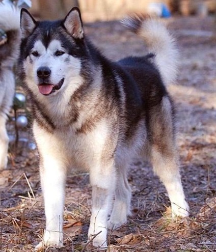Laika din Siberia de Est, enciclopedia câinilor