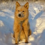 Laika din Siberia de Est (fotografie, video, descrierea rasei)