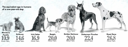 Vârsta câinilor după standardele umane