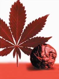 Întregul adevăr despre marijuana - articole - catalog de articole - tineretul împotriva drogurilor!