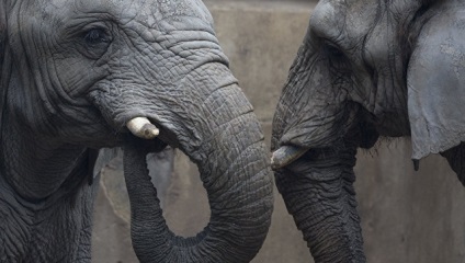 În Thailanda, elefanții sălbatici au oprit și au jefuit camioane cu fructe