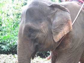 În Thailanda, elefanții au jefuit un camion cu fructe