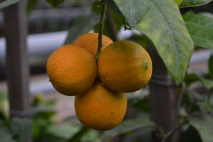 În sere - Belarus - cresc mandarine și lămâi