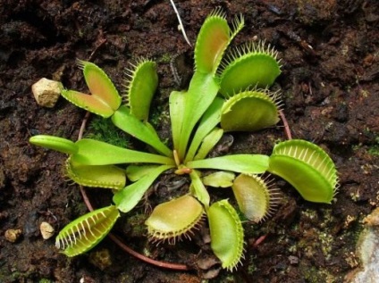 Plante predatoare