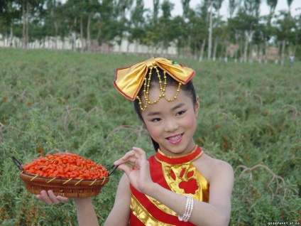 Goji fructe de padure - proprietati utile, cat de corect sa luati pentru pierderea in greutate