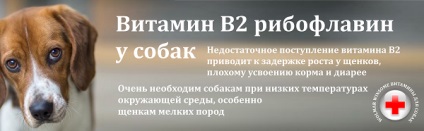 Захворювання і рекомендації для карликового пінчера