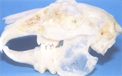 Boli ale dinților la iepuri