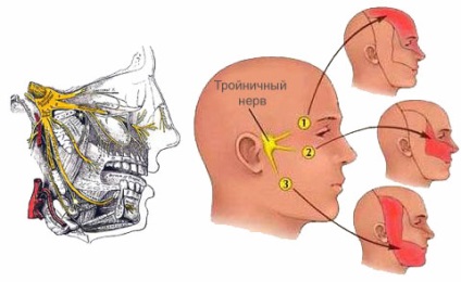 A răcit simptomele și tratamentele nervului dentar