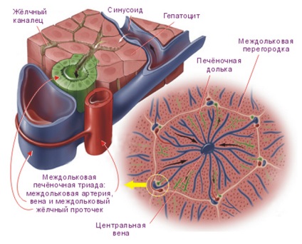 Canalele biliare ale structurii hepatice, de ce se dilată și unde se deschid