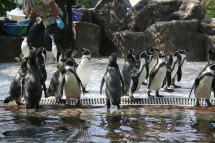 Zoo Pattaya Khao kheo fotók, árak, hogyan lehet eljutni