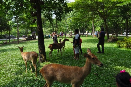 Zoo în pataya khao kheo fotografie, prețuri, cum să obțineți