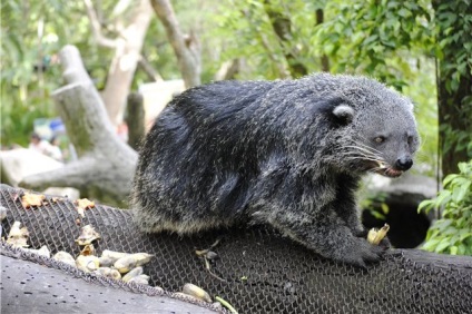 Zoo Pattaya Khao kheo fotók, árak, hogyan lehet eljutni