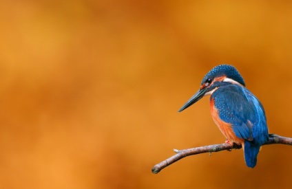 10 Cele mai frumoase păsări din lume - știri în fotografii