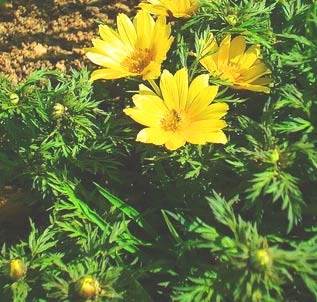 Primăvara Adonis (Gorisvet, Starodubka, dealul negru, floarea-soarelui, iarba păroasă cu flori galbene)