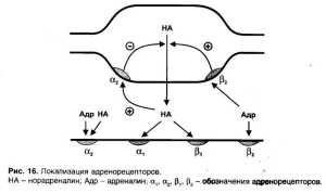 Synapse adrenergice