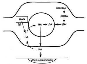 Synapse adrenergice