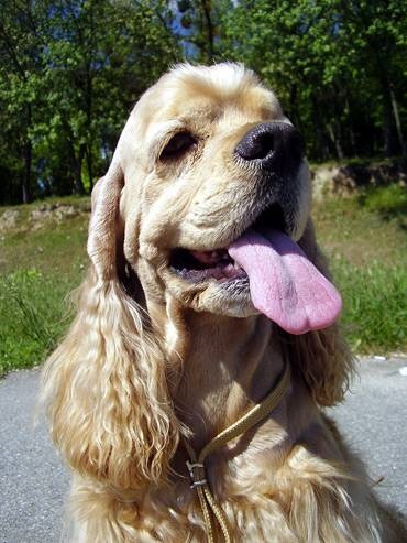 American Cocker Spaniel, Cocker Spaniel Îngrijire dentară fotografie, rase de câini, câini, fotografie