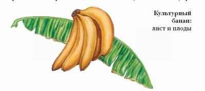 Banana este
