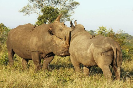 Descriere albă a Rhinocerosului